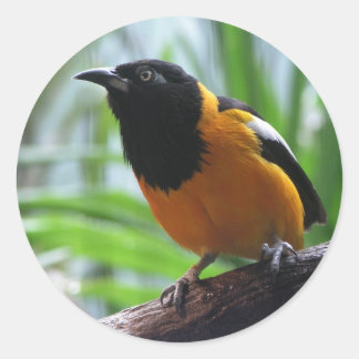 Pegatina Redonda Oriole de Helaine