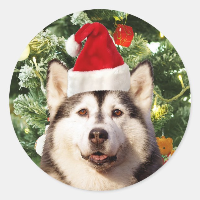 Pegatina Redonda Ornamento de árbol de navidad siberiano Husky Snow (Anverso)