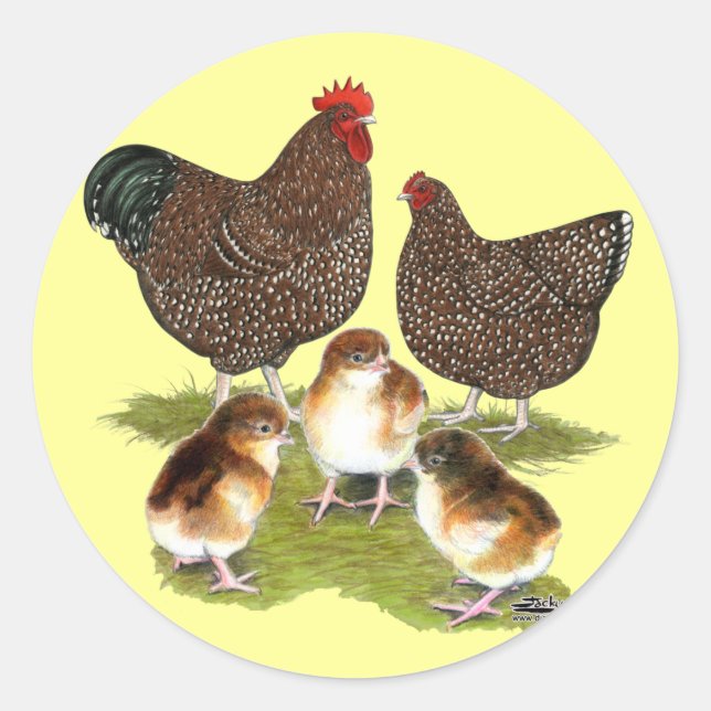 Pegatina Redonda Orpington Jubilee Chicken Family (Anverso)