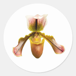 Pegatina Redonda Orquídea amarilla