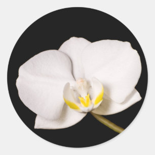 Pegatina Redonda Orquídea blanca en negro