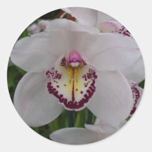 Pegatina Redonda Orquídea Blanca II Elegante Floral