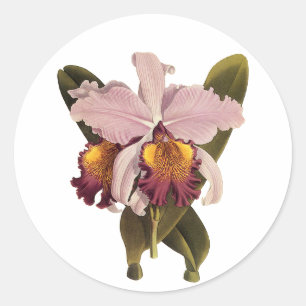 Pegatina Redonda Orquídea Cattleya Morada Vintage, Flores Tropicale