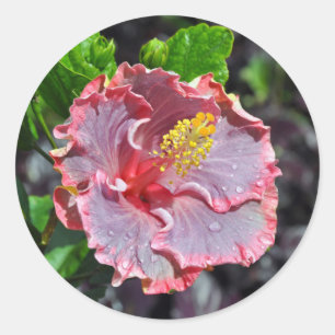 Pegatina Redonda Orquídea de hawaiano rosa