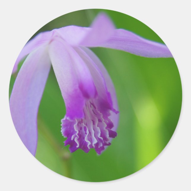 Pegatina Redonda ¡Orquídea de Verano! (Anverso)