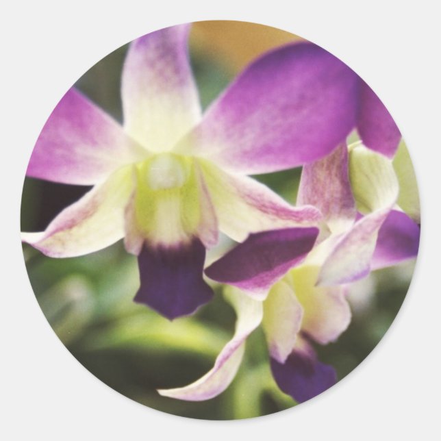 Pegatina Redonda Orquídea, hawaiana (Anverso)