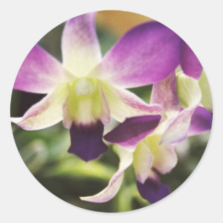 Pegatina Redonda Orquídea, hawaiana