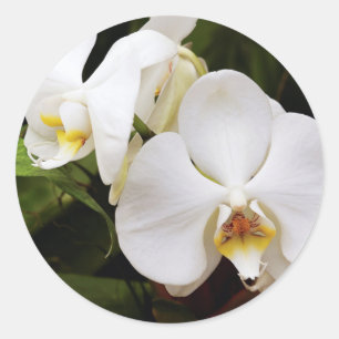 Pegatina Redonda Orquídea Luna Blanca (Phalaenopsis Aphrodite)