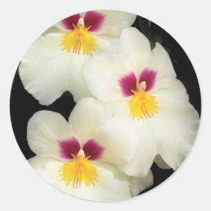 Pegatina Redonda Orquídea - Miltoniopsis - Los Tres Amigos