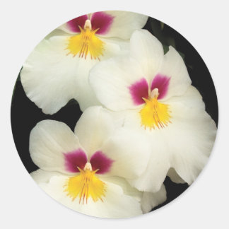 Pegatina Redonda Orquídea - Miltoniopsis - Los Tres Amigos