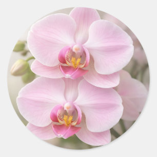 Pegatina Redonda Orquídea Phalaenopsis Rosa Suave