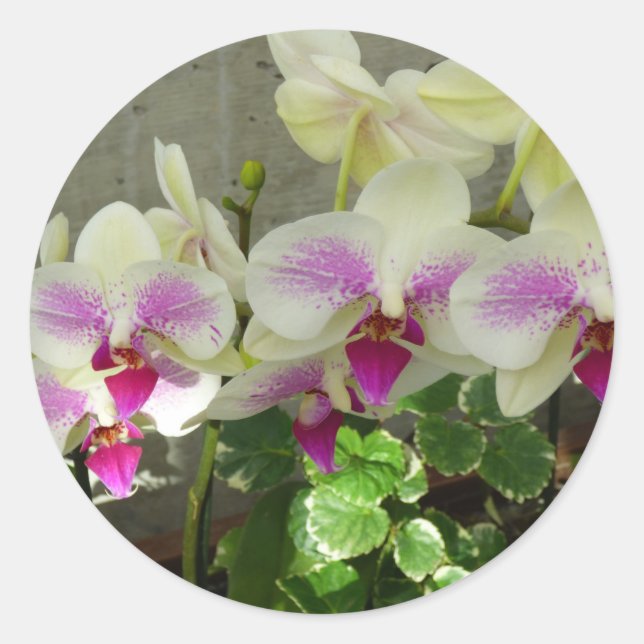 Pegatina Redonda Orquídea Sticker (Anverso)