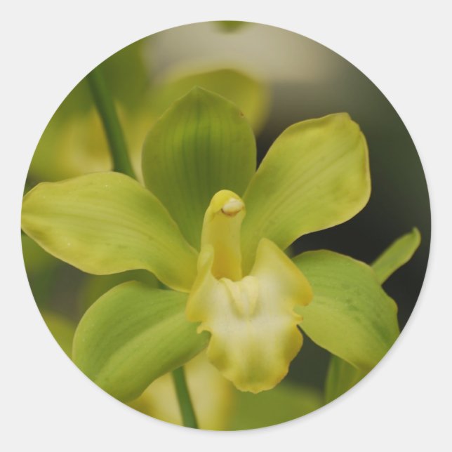 Pegatina Redonda Orquídea Verde (Anverso)