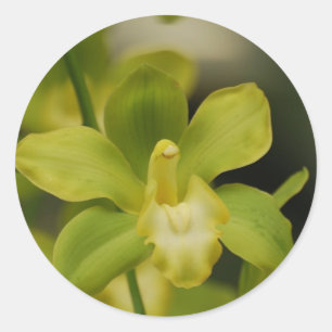 Pegatina Redonda Orquídea verde
