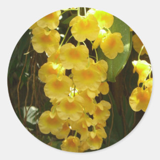 Pegatina Redonda Orquídeas Amarillas colgando flores tropicales
