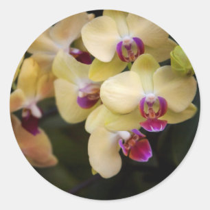 Pegatina Redonda Orquídeas de rosa y amarillo