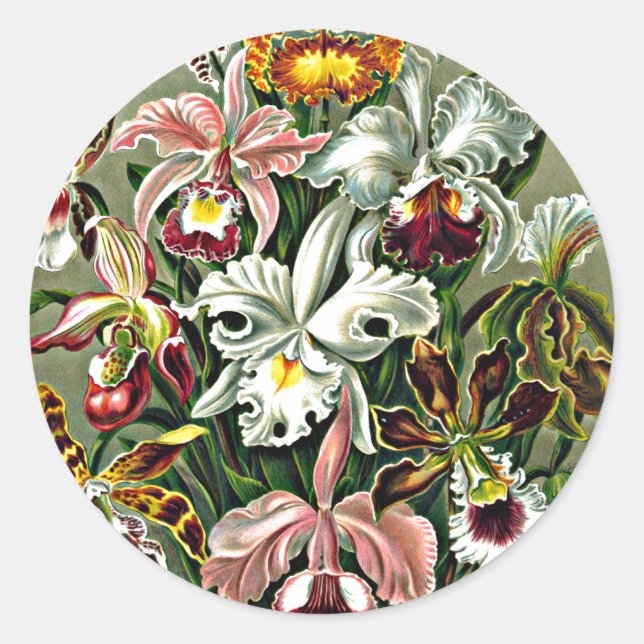 Pegatina Redonda Orquídeas - Obra de Ernst Haeckel, Orchidae (Anverso)