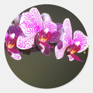 Pegatina Redonda Orquídeas rosas