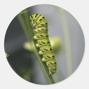 Pegatina Redonda oruga
