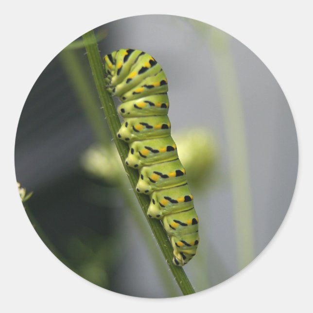 Pegatina Redonda oruga (Anverso)