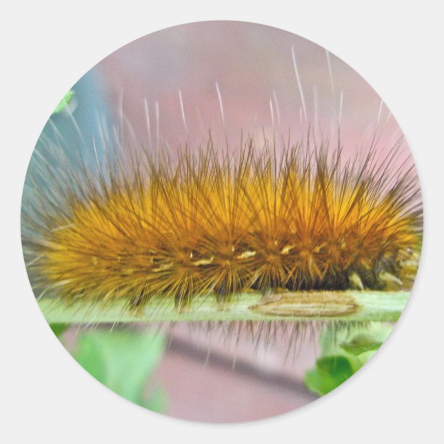 Pegatina Redonda Oso Amarillo oruga Elementos de la Moda del Tigre  (Anverso)