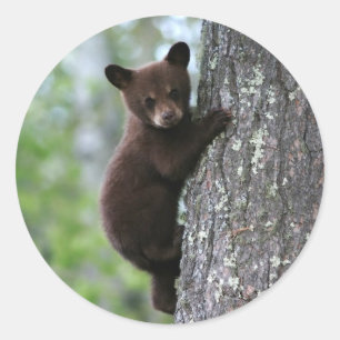 Pegatina Redonda Oso Cub que sube un árbol