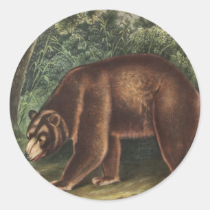 Pegatina Redonda Oso de Cinnamon (Ursus Americanus var. Cinnamonum)