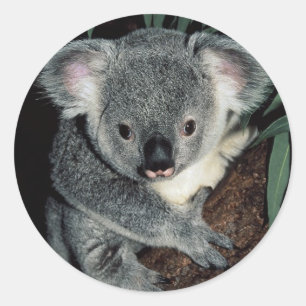 Pegatina Redonda Oso de koala lindo