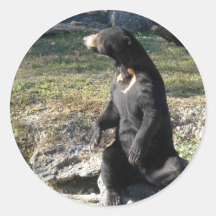 Pegatina Redonda Oso de Sun en el parque zoológico