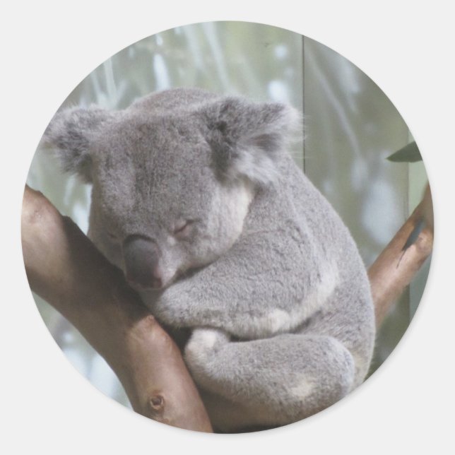 Pegatina Redonda oso koala (Anverso)