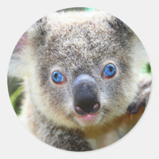 Pegatina Redonda Oso Koala Lindo