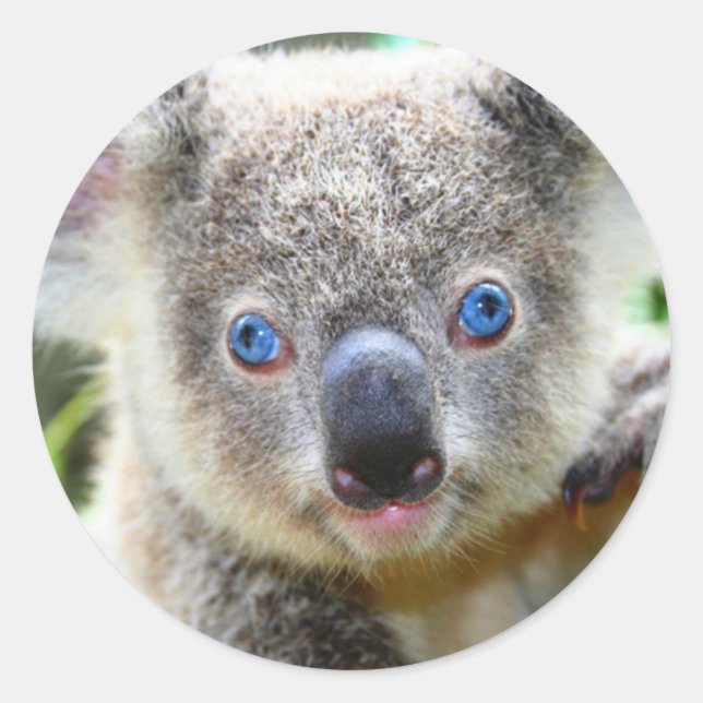 Pegatina Redonda Oso Koala Lindo (Anverso)