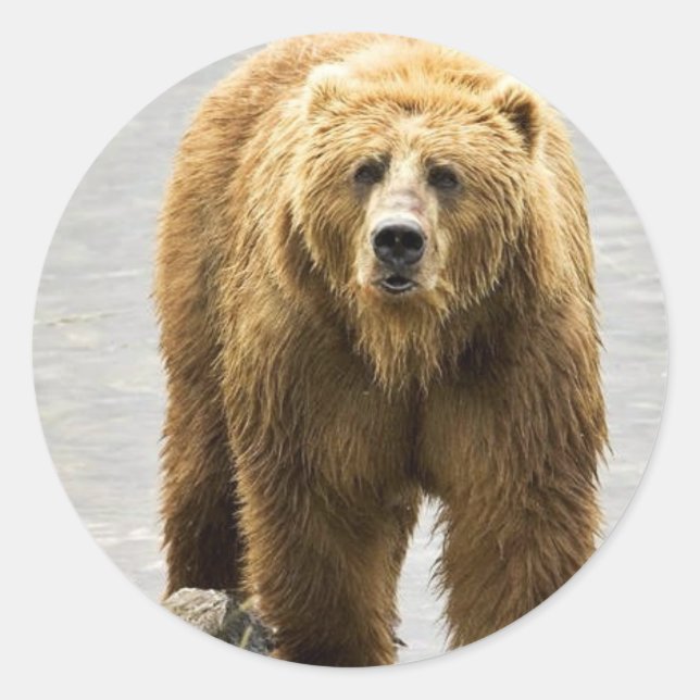 Pegatina Redonda Oso marrón (Anverso)