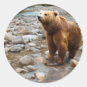 Pegatina Redonda Oso marrón en la corriente
