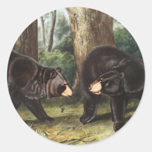 Pegatina Redonda Oso Negro Estadounidense Ilustracion Ursus America
