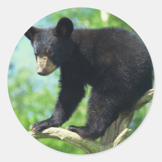 Pegatina Redonda Oso Negro Un Árbol (Anverso)