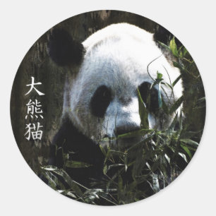 Pegatina Redonda Oso panda gigante lindo con hojas de bambú sabrosa