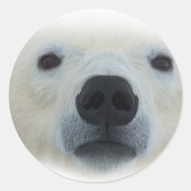 Pegatina Redonda Oso polar (Anverso)