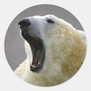 Pegatina Redonda Oso polar