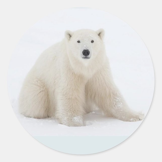 Pegatina Redonda Oso polar (Anverso)
