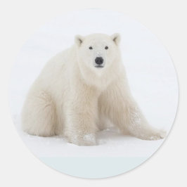 Pegatina Redonda Oso polar