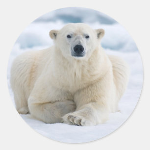 Pegatina Redonda Oso polar adulto en el hielo del verano