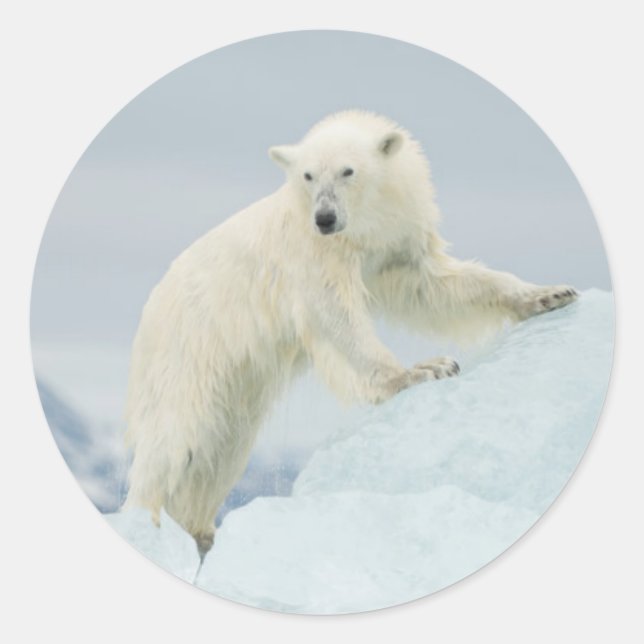Pegatina Redonda Oso polar en verano (Anverso)