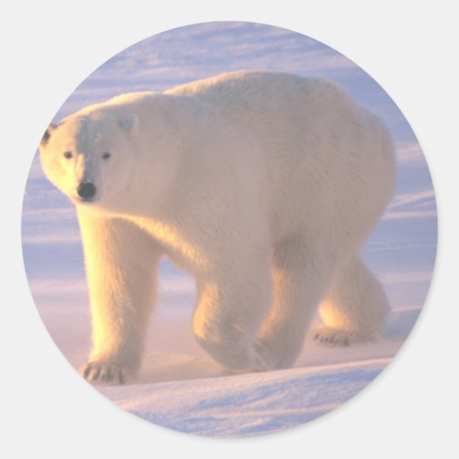 Pegatina Redonda Oso polar Morn 2 (Anverso)