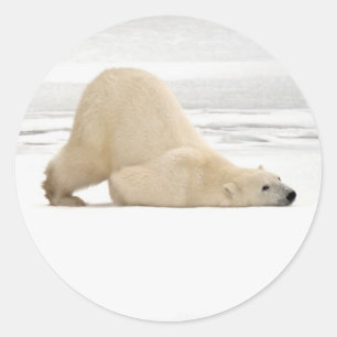 Pegatina Redonda Oso polar rascándose en la tundra congelada