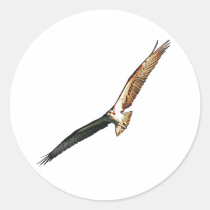 Pegatina Redonda Osprey