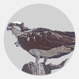 Pegatina Redonda Osprey Bird