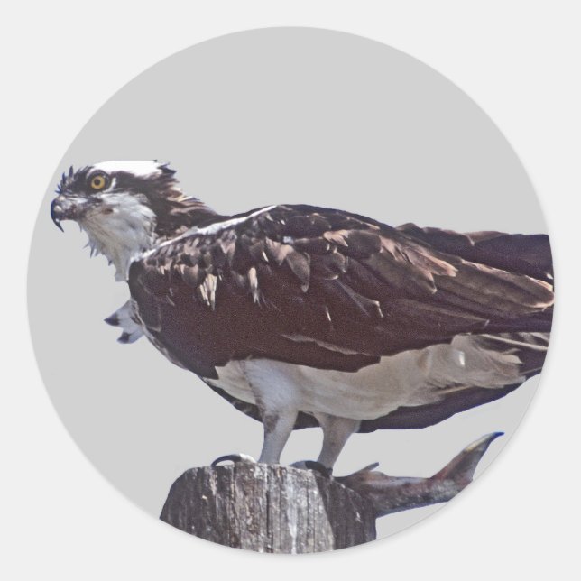 Pegatina Redonda Osprey Bird (Anverso)