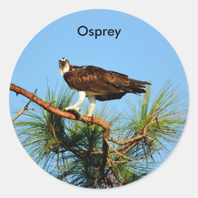 Pegatina Redonda Osprey in Wild (Anverso)