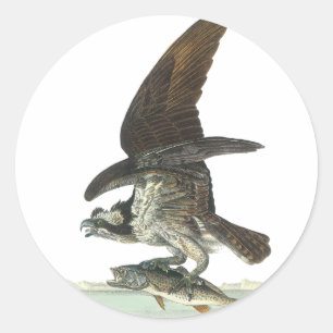 Pegatina Redonda Osprey, Juan Audubon